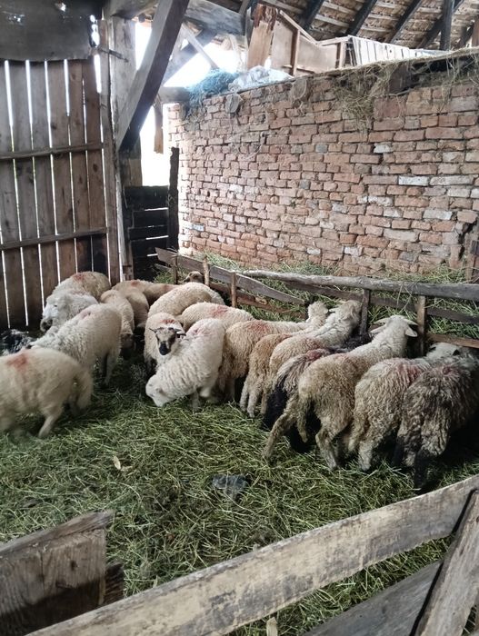 Miei de vânzaree