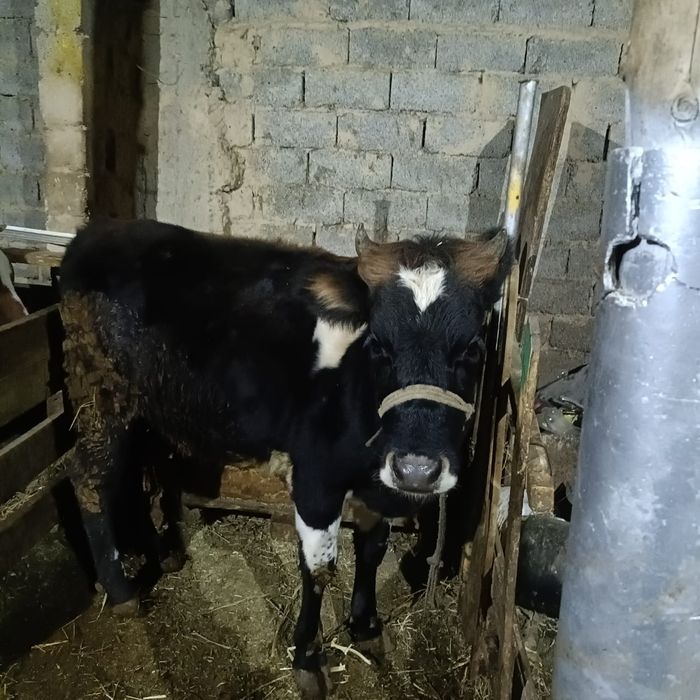 2 тана сатылады     .