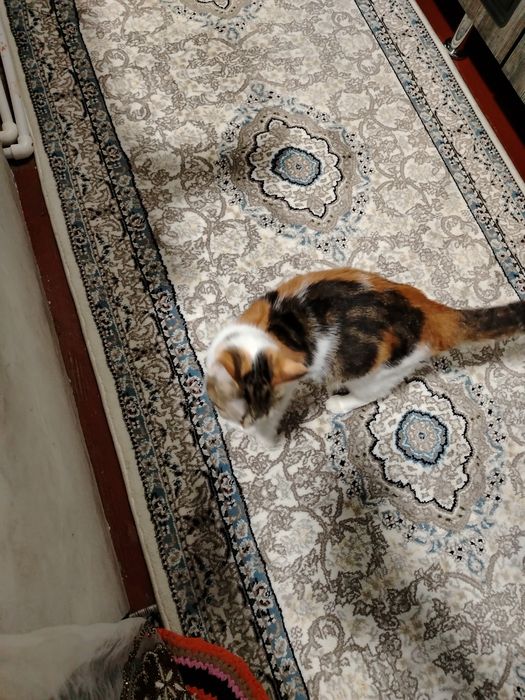 Damashni mushik berladi