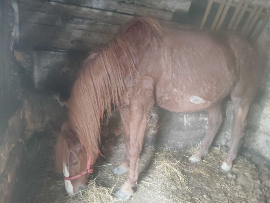 Schimb iapa gestanta 7 ani cu vaca cu lapte sau gestanta iapa trage