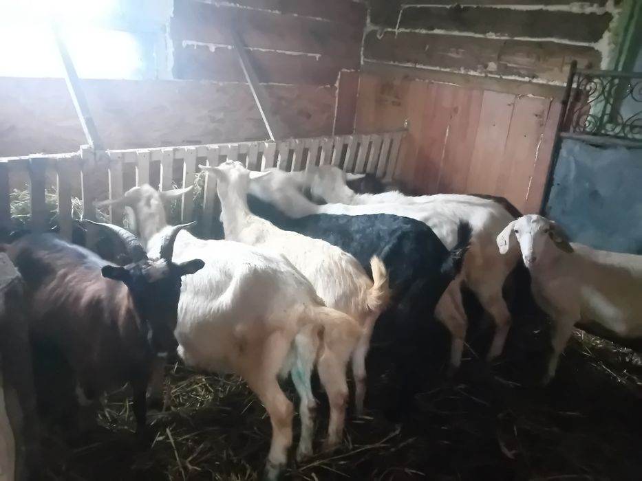 Capre sannen gestante