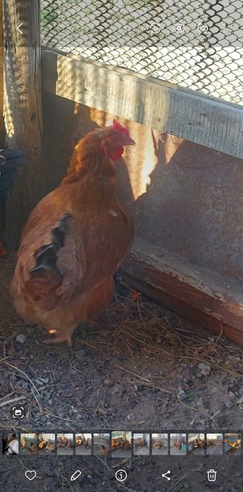 Продам 2 домашних курей  и 1 петуха брама.