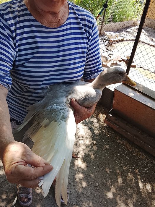 Домашнее хозяйство