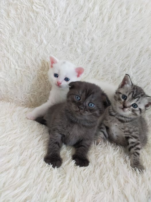 Продам шотландских котят г. Астана