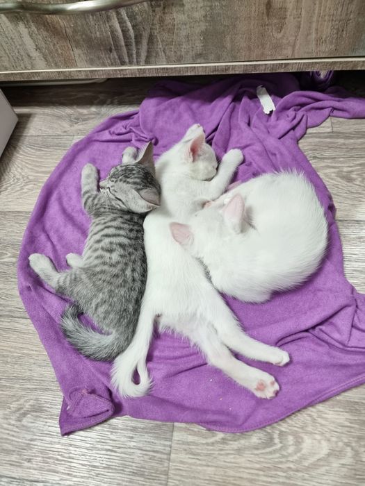 Котёнки в добрые руки