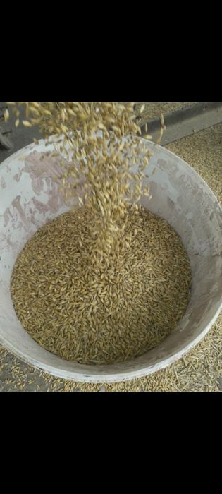 Vând orzoaica de primăvară.