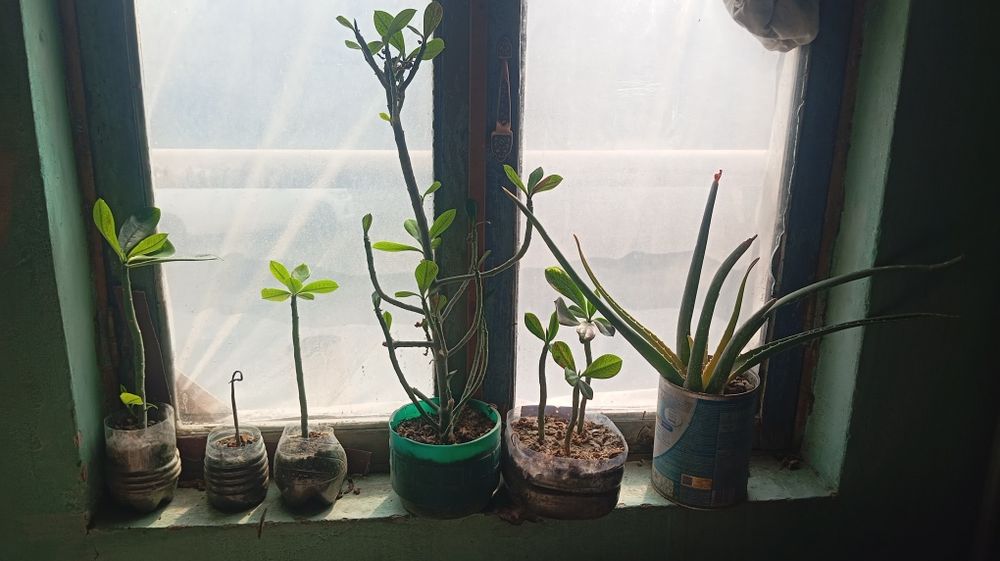 Arzon gullar sotiladi