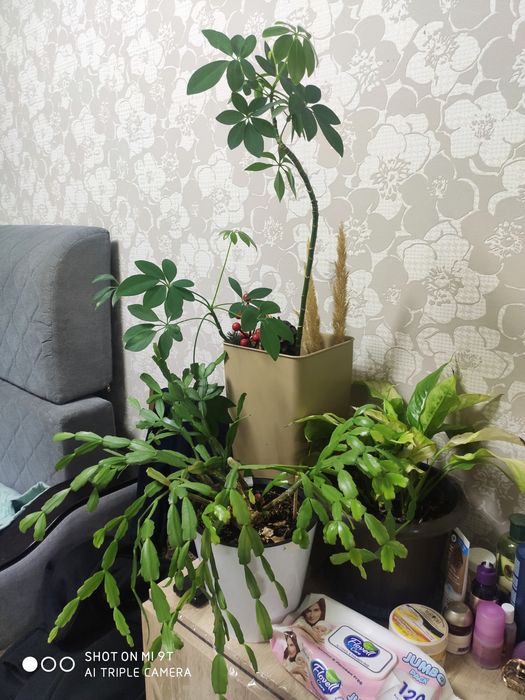 Продам домашние цветы, не дорого