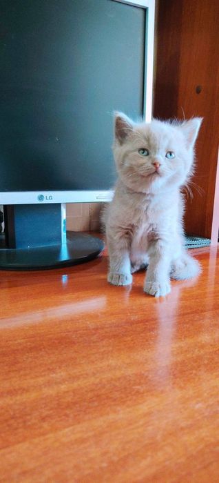 Продаются котята шотландской породы