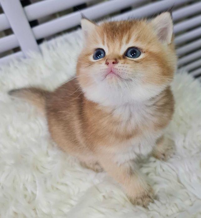 Британская короткошерстная. Котята