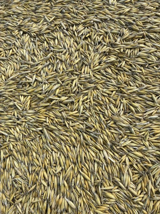 Ovaz calitate foarte buna anul 2025