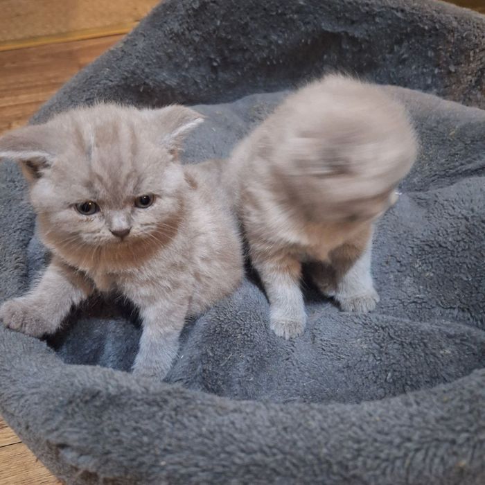 Продаются вислоухие котята