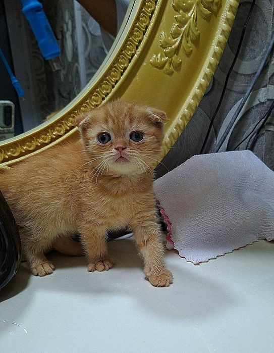 Вислоухая вислоухи(й)(е) котёнок кошк(а)(и) шотландски(е)(й) котёнок