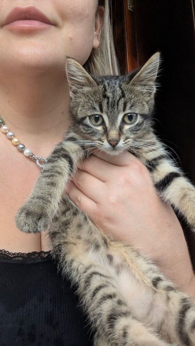 Котенце търси добър дом