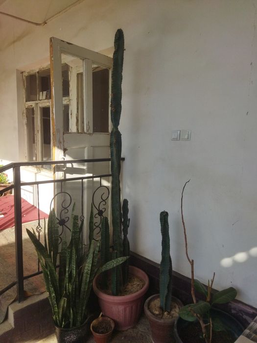 Кактус рррррриииим