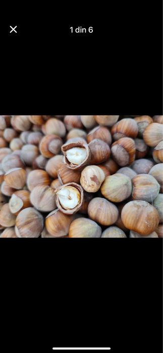 Alune padure numai bune la copii