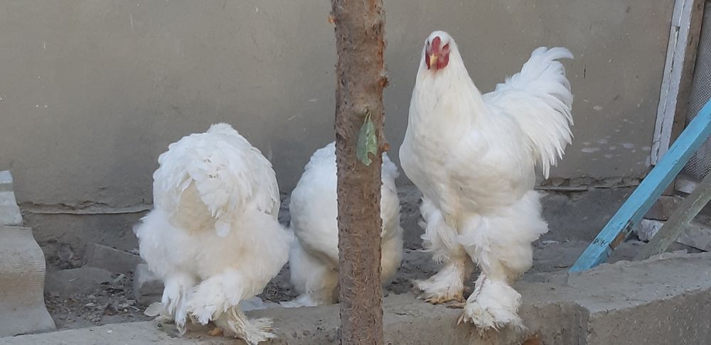 Ок товуклар тухуми сотилади