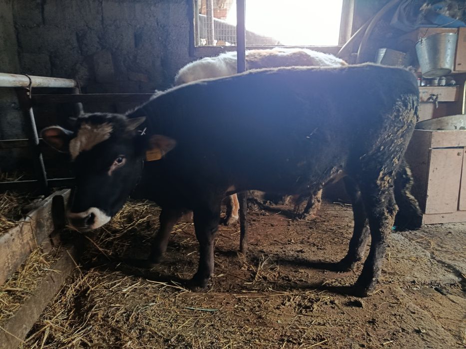 Продам бычка 450000