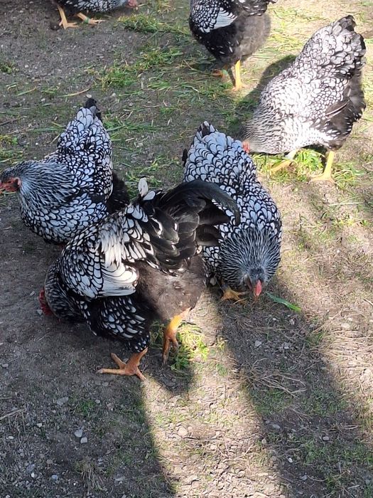 Oua de gaina ptr incubat.