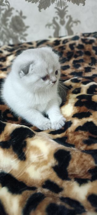 Mushuklar sotiladi zoti Sqotish fold