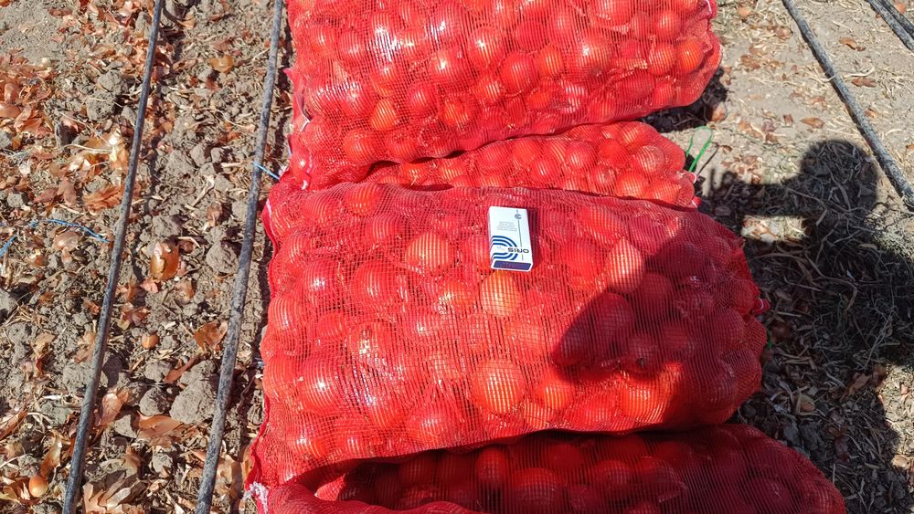 В продаже Лук репчатый оптом!