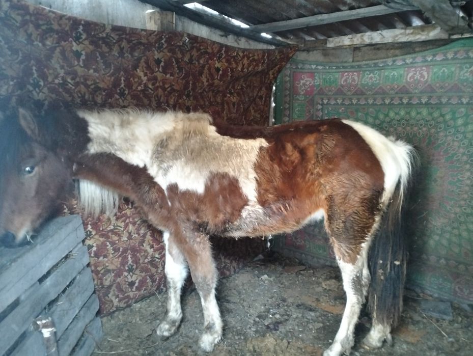 Продается лошадь