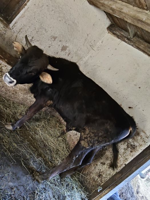 Vând tăuraș de 11 luni 270 280 kg