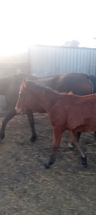 Продам кобылу с жеребенком