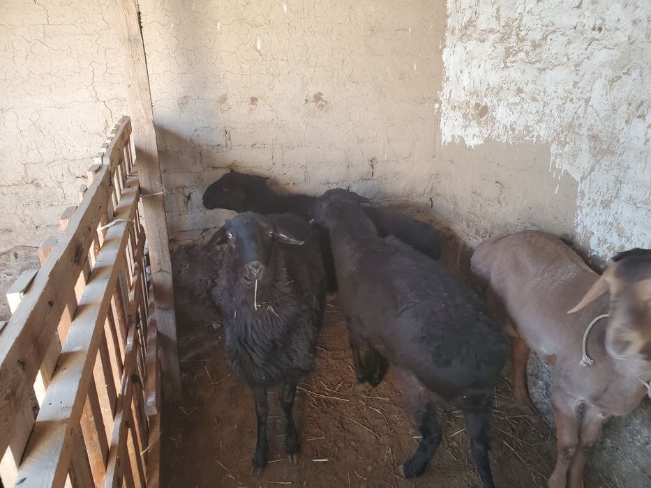 2 саулық кой сатылады