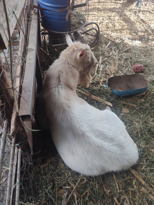 Vând țap din rasa sannen