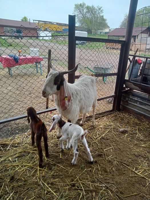 Коза с козлятами