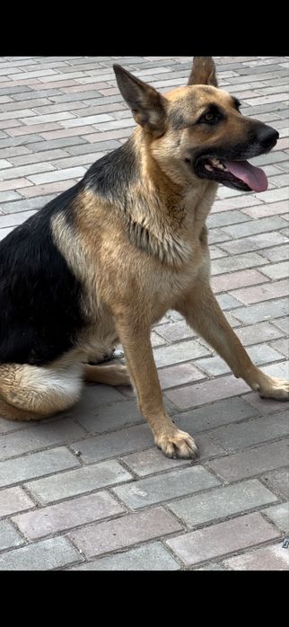 Немецкая овчарка