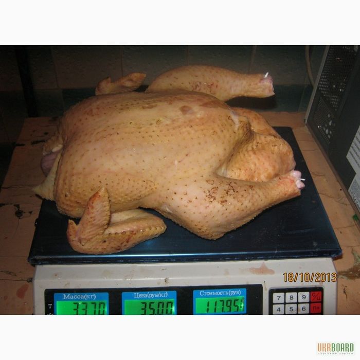 Фото мясо бройлеров. Тушки бройлера домашнего. Мясо домашней курицы. Тушки бройлеров домашних