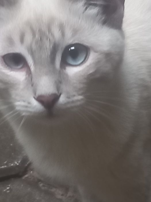 Кошечка в добрые руки