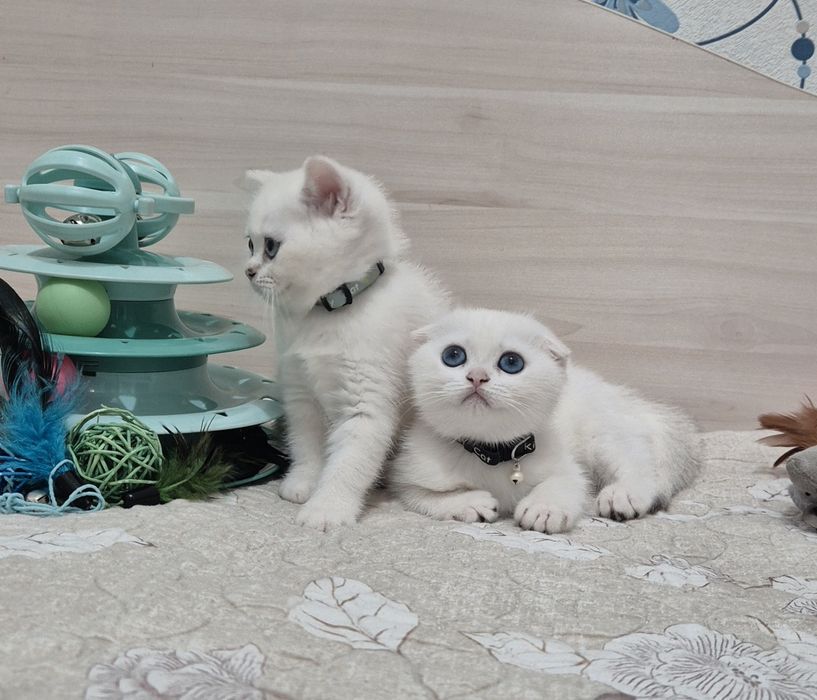 Серебристые шиншиллы