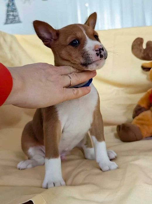 Catelus basenji,  mascul