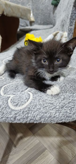 Отдам котят 2 месяца