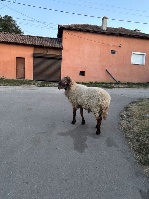Турски Коч Ависи порода
