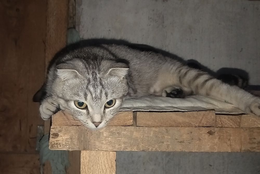 Кошечка ответственным людям