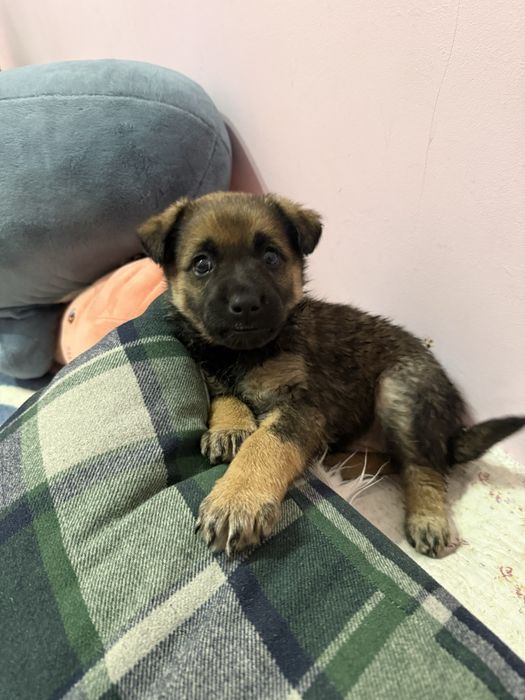 отдам в добрые руки