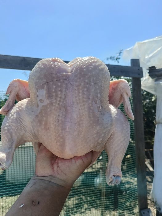 Мясо бройлера домашнего