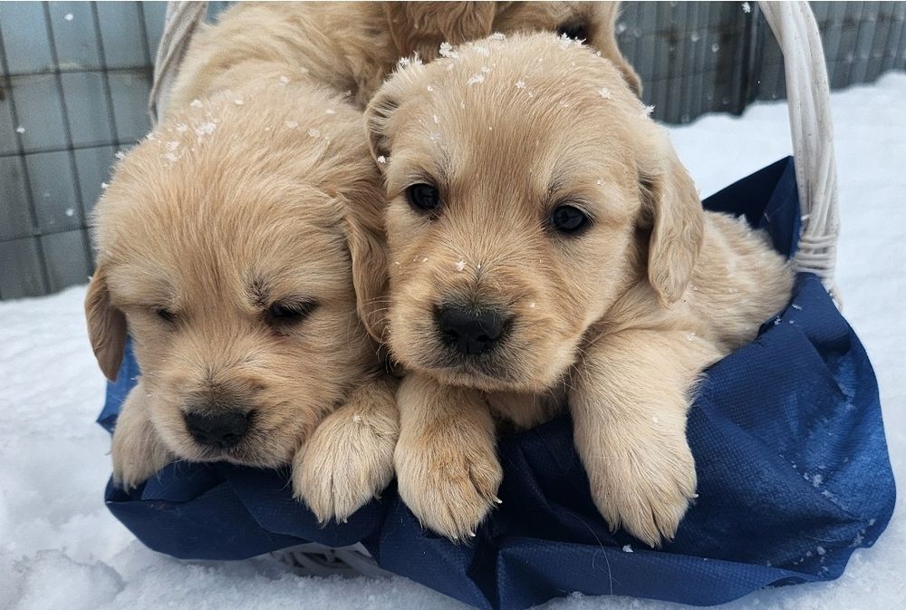 Голдън ретривър чистокръвни мъжки и женски