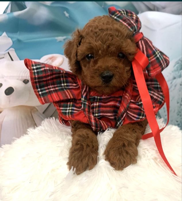 Пудел той Poodle toy Тийкъп с родословие