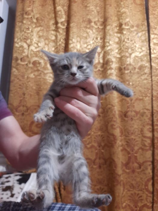 Котёнок 2,5 месяца девочка