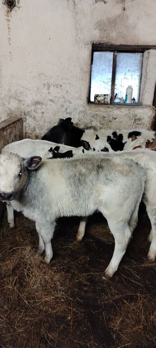 Vand vitei belgieni masculi și femele