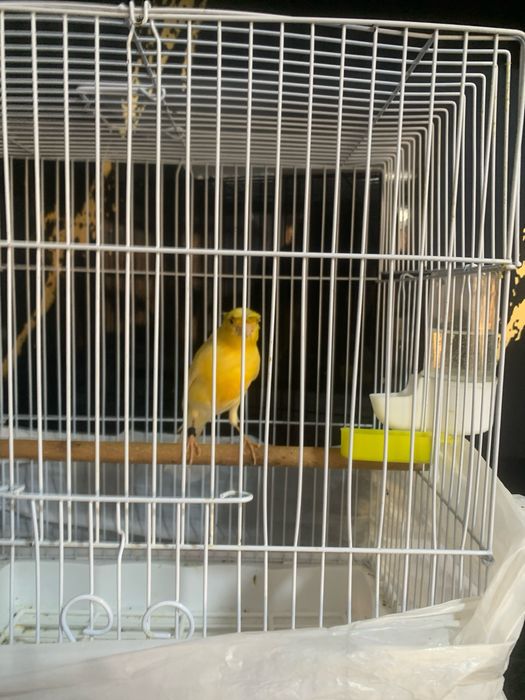 Канарейка нар чубатый