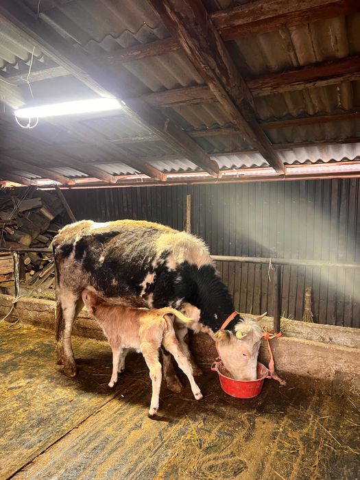 Продам коров с телятами.