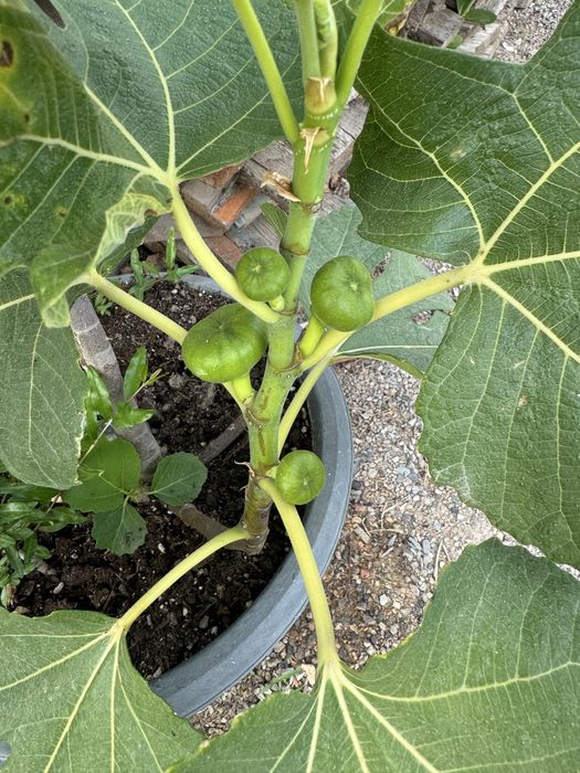 Инжир «далматский»