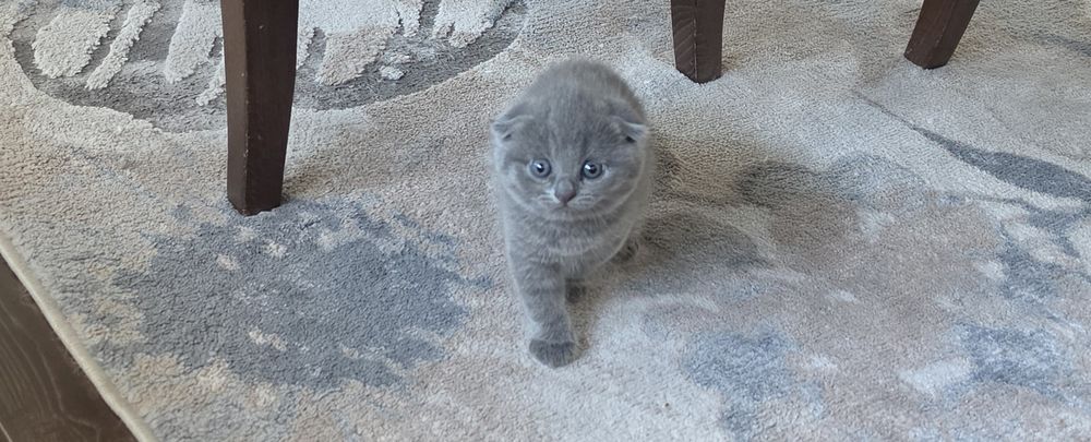 Клепоуха Принцеса
