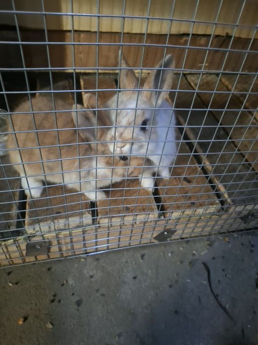 Декоративные кролики